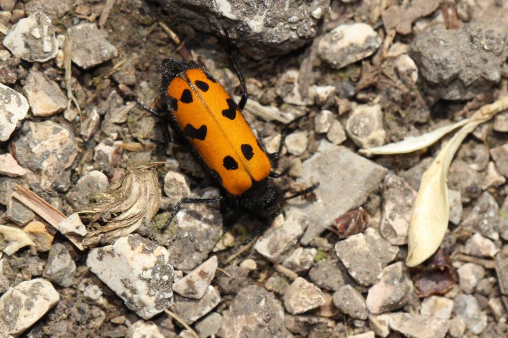 Mylabris connata (Rey, 1892)
