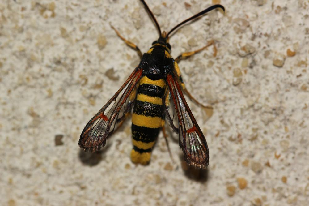  Sesiidae Boisduval, 1828