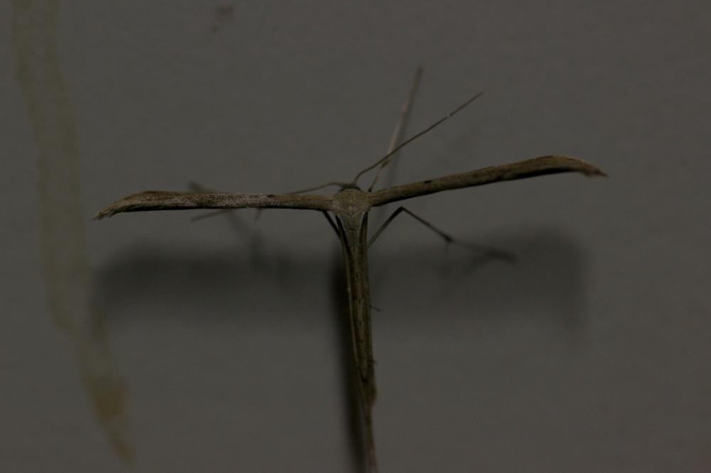 Emmelina monodactyla (Linnaeus, 1758)