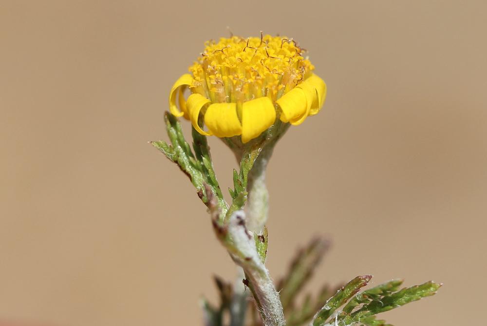 Anthémis des teinturiers, Cota des teinturiers Cota tinctoria (L.) J.Gay ex Guss., 1844