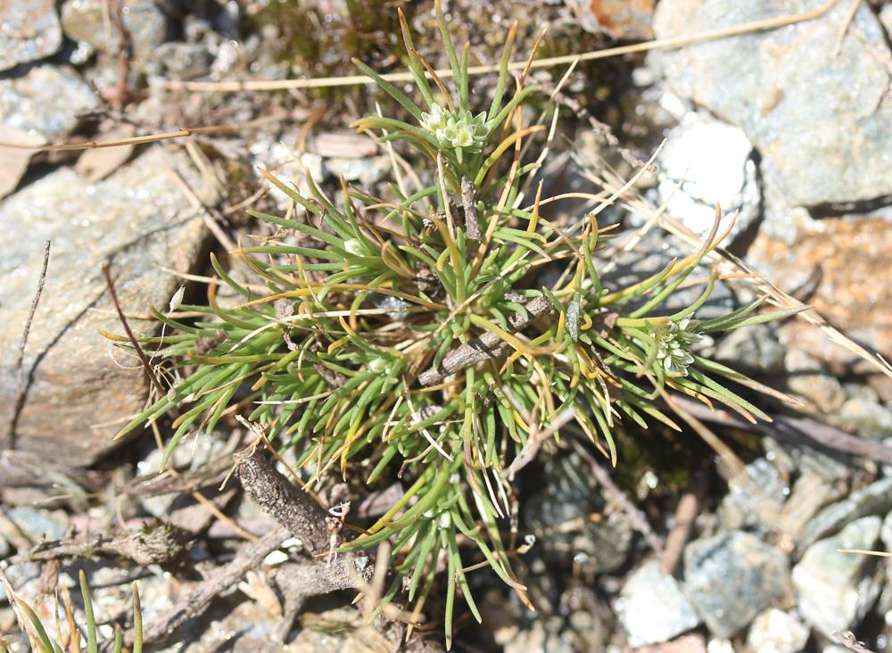 Scléranthe vivace Scleranthus perennis L., 1753