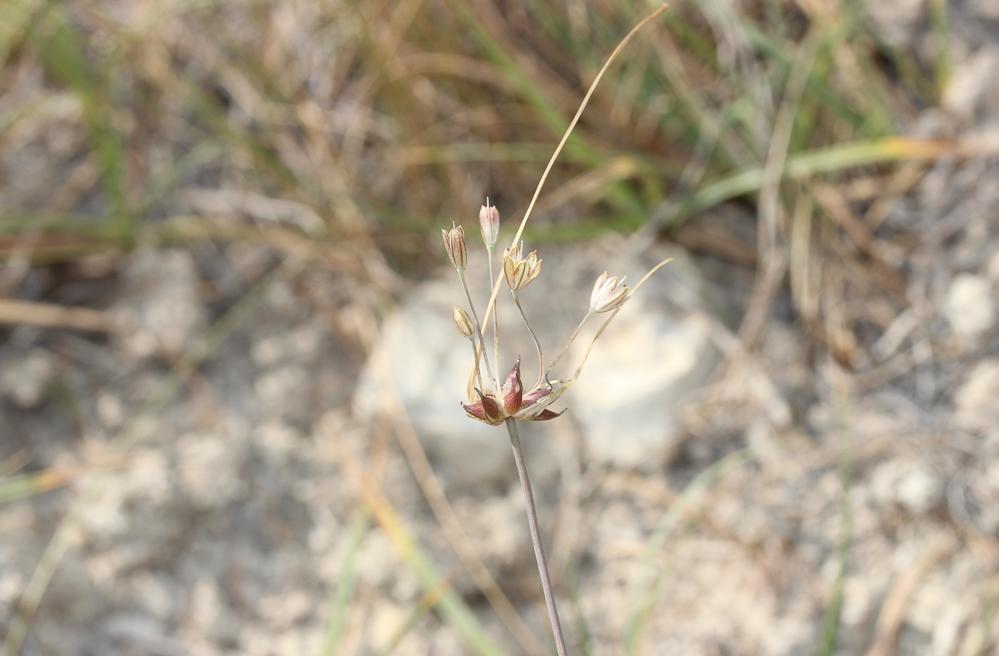 Ail maraîcher, Ail des endroits cultivés Allium oleraceum L., 1753