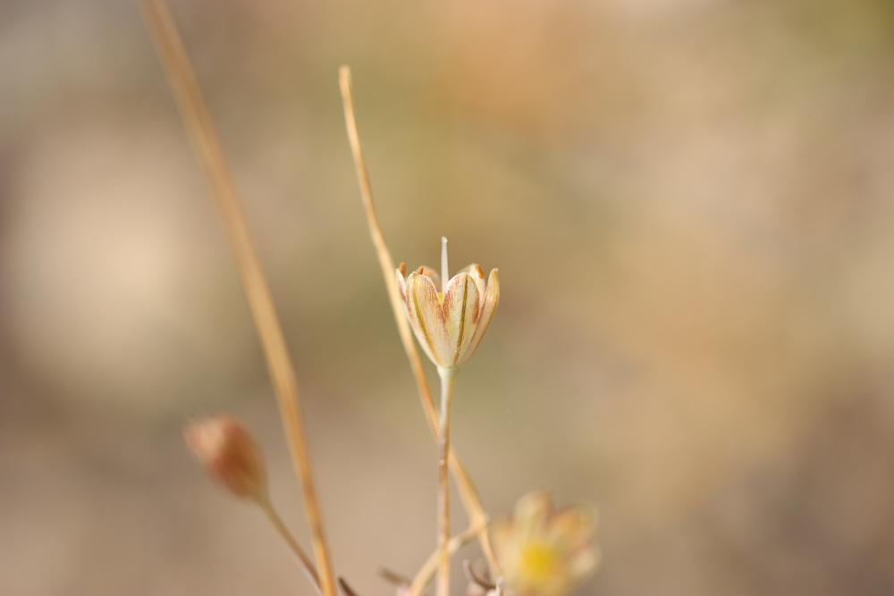 Ail maraîcher, Ail des endroits cultivés Allium oleraceum L., 1753
