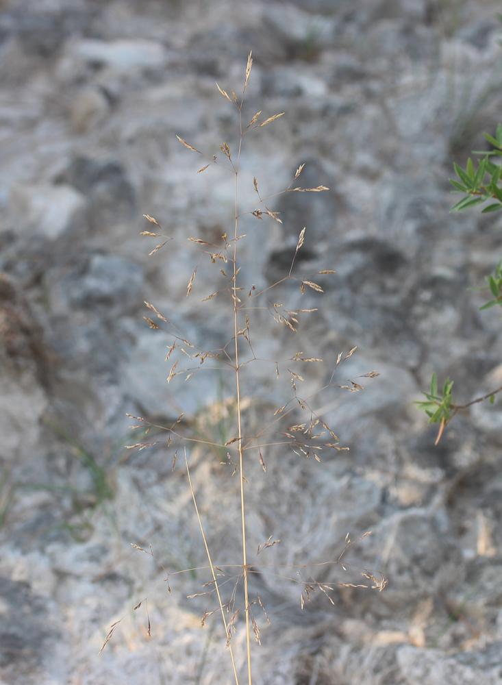 Canche à feuilles de jonc, Canche moyenne Deschampsia media (Gouan) Roem. & Schult., 1817