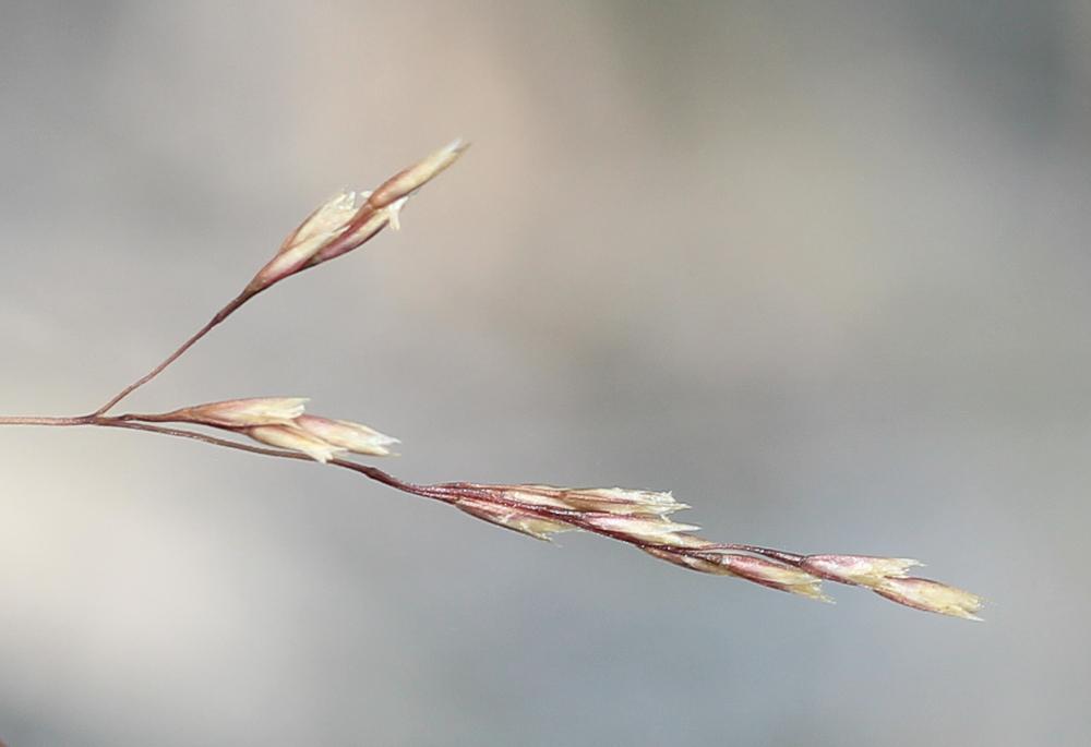 Canche à feuilles de jonc, Canche moyenne Deschampsia media (Gouan) Roem. & Schult., 1817