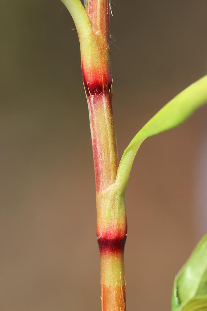 Renouée Poivre d'eau Persicaria hydropiper (L.) Spach, 1841