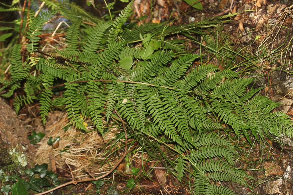 Fougère femelle, Polypode femelle Athyrium filix-femina (L.) Roth, 1799