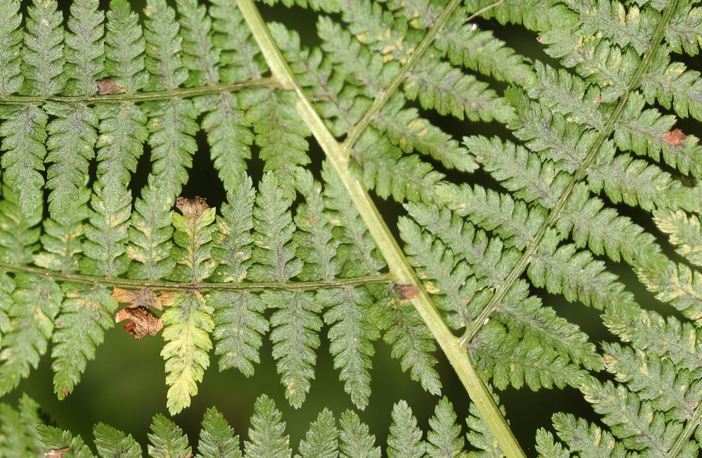 Fougère femelle, Polypode femelle Athyrium filix-femina (L.) Roth, 1799