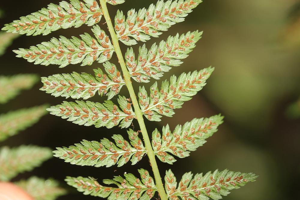 Fougère femelle, Polypode femelle Athyrium filix-femina (L.) Roth, 1799