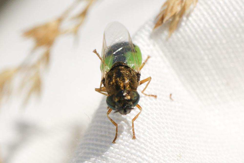  Oplodontha viridula (Fabricius, 1775)