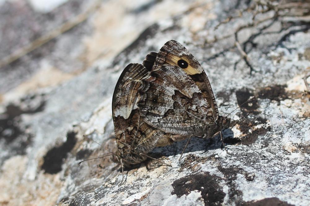 Agreste (L') Hipparchia semele (Linnaeus, 1758)