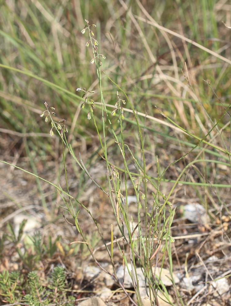 Polygale grêle, Polygale nain Polygala exilis DC., 1813