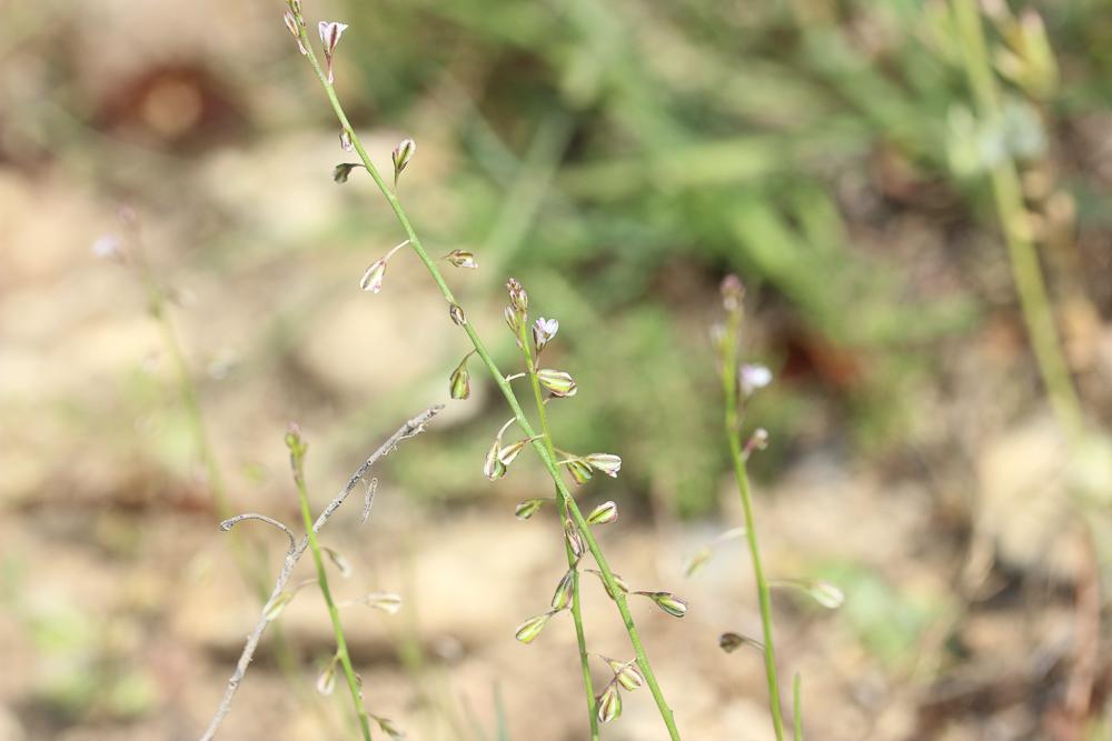 Polygale grêle, Polygale nain Polygala exilis DC., 1813