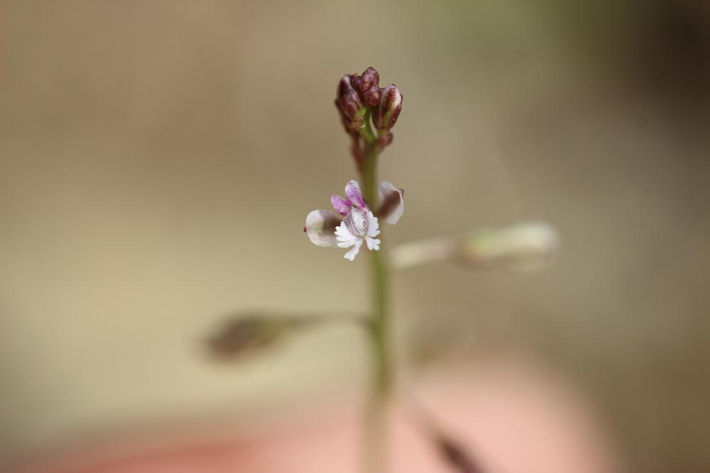 Polygale grêle, Polygale nain Polygala exilis DC., 1813