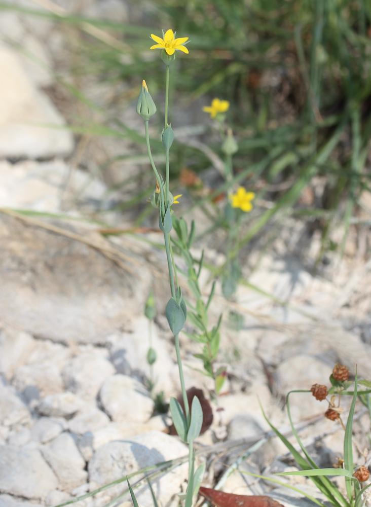 Centaurée jaune, Chlore non perfoliée Blackstonia imperfoliata (L.f.) Samp., 1913