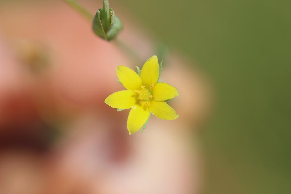 Centaurée jaune, Chlore non perfoliée Blackstonia imperfoliata (L.f.) Samp., 1913