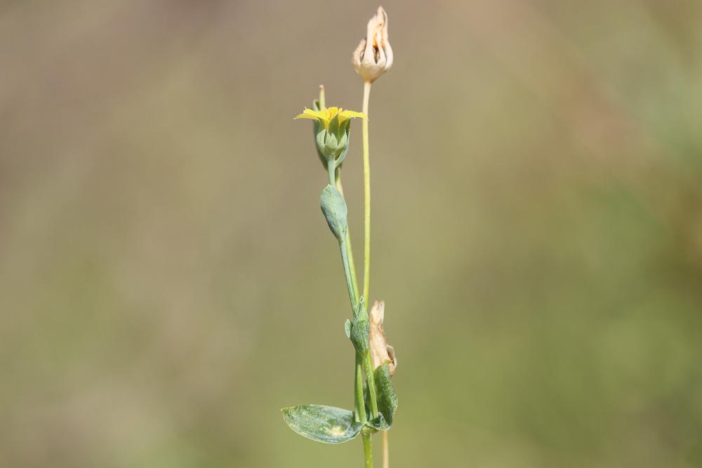 Centaurée jaune, Chlore non perfoliée Blackstonia imperfoliata (L.f.) Samp., 1913