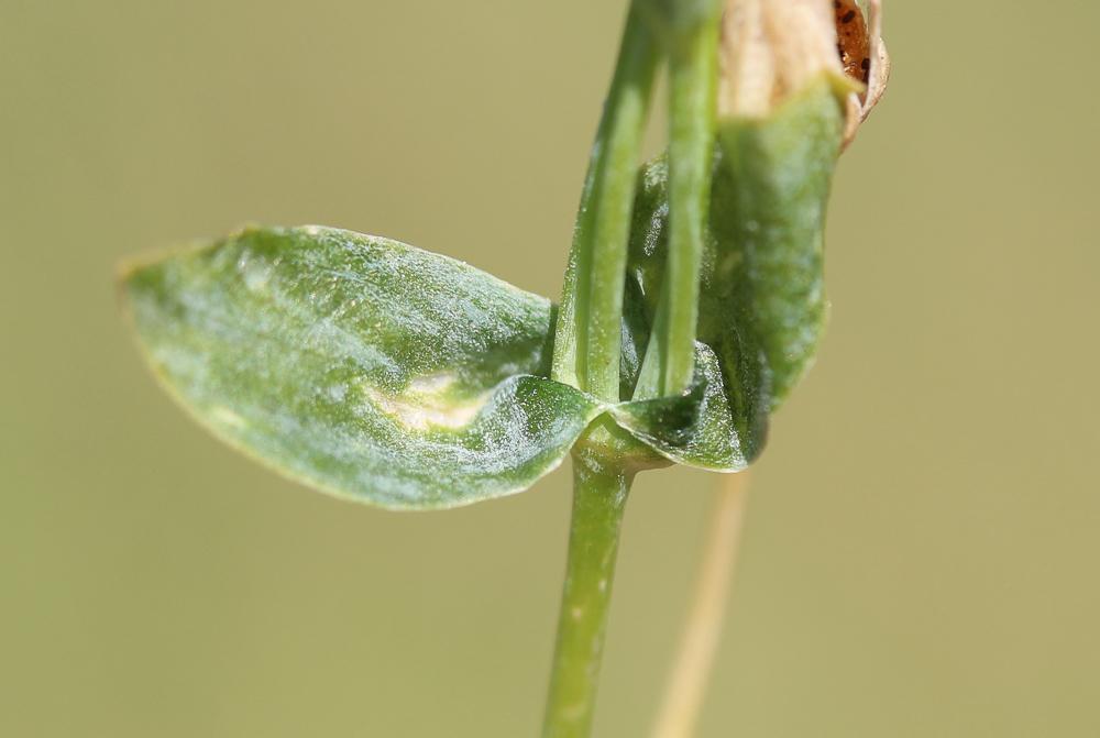 Centaurée jaune, Chlore non perfoliée Blackstonia imperfoliata (L.f.) Samp., 1913