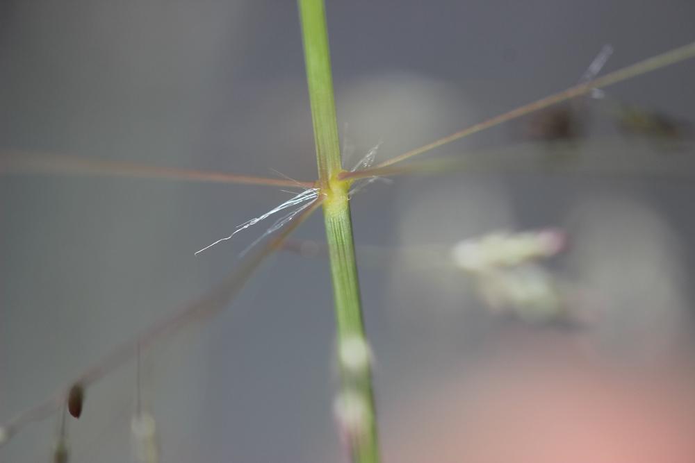 Grand erogrostis, Éragrostide Amourette Eragrostis cilianensis (All.) Vignolo ex Janch., 1907