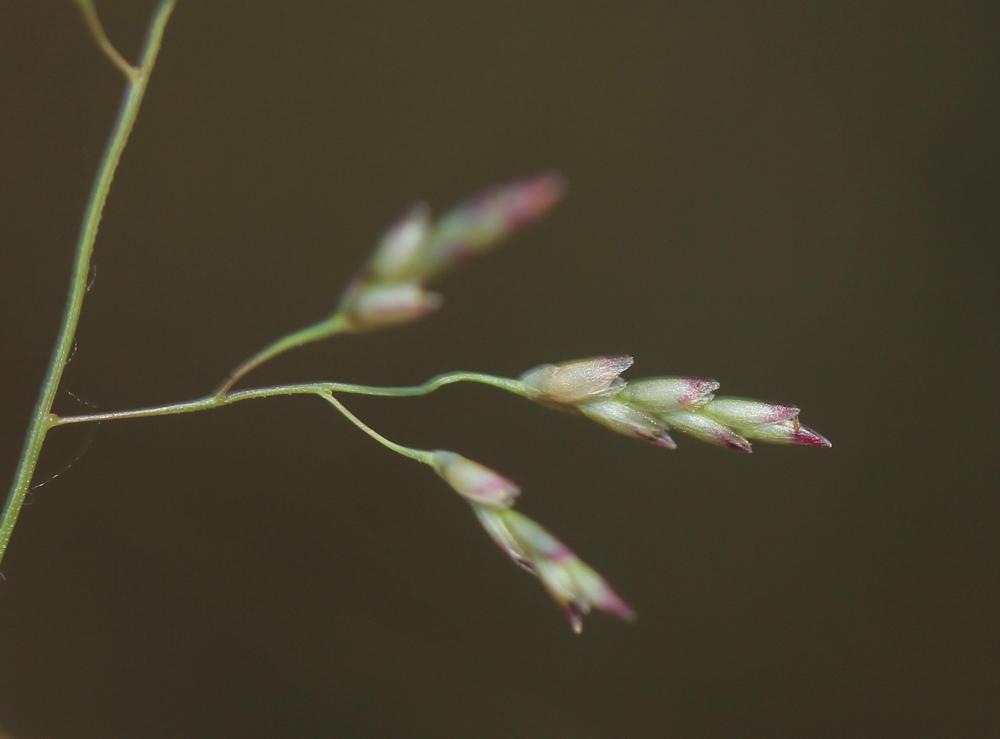 Grand erogrostis, Éragrostide Amourette Eragrostis cilianensis (All.) Vignolo ex Janch., 1907