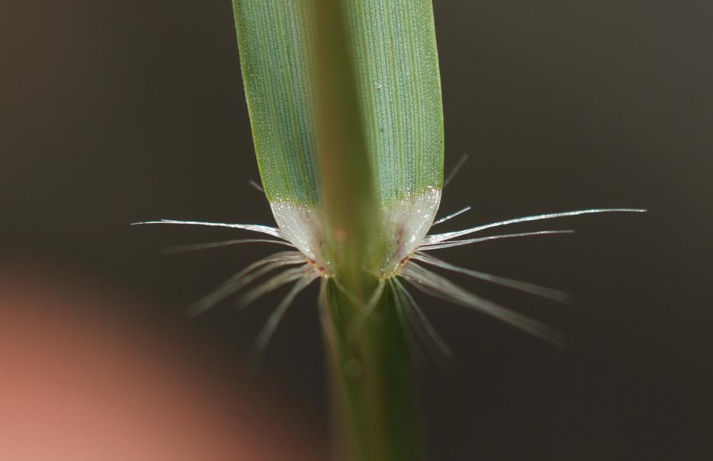 Grand erogrostis, Éragrostide Amourette Eragrostis cilianensis (All.) Vignolo ex Janch., 1907