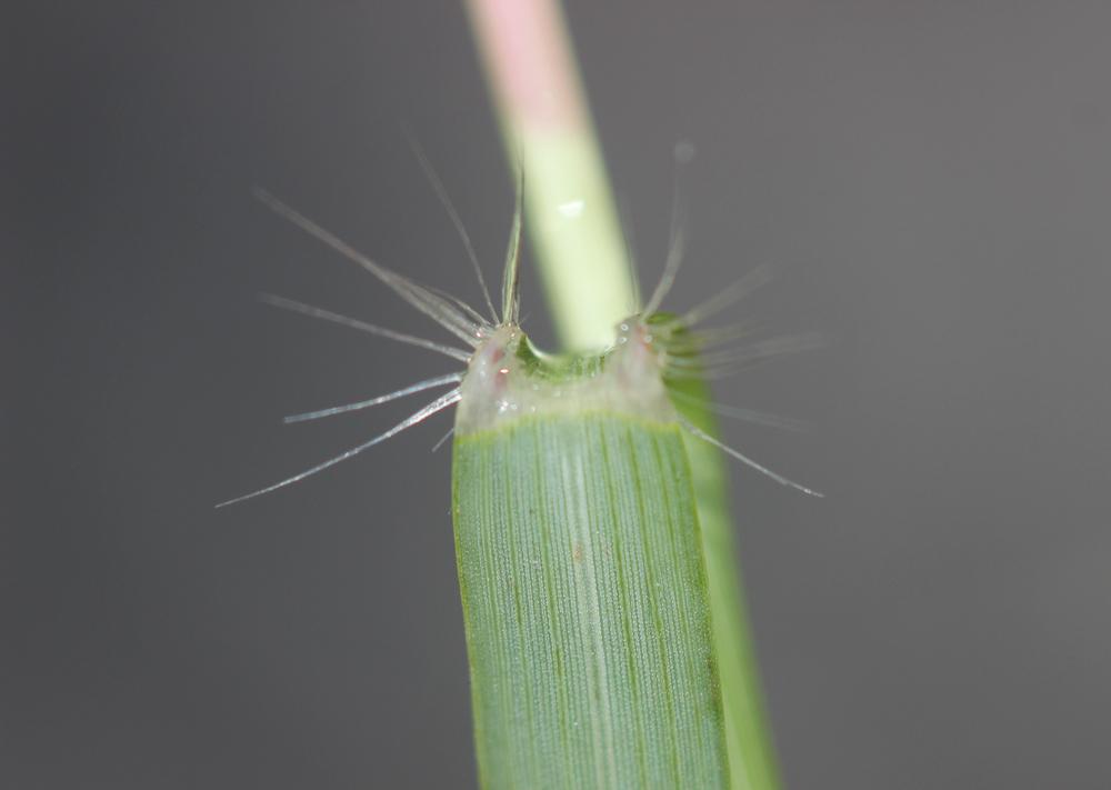 Grand erogrostis, Éragrostide Amourette Eragrostis cilianensis (All.) Vignolo ex Janch., 1907