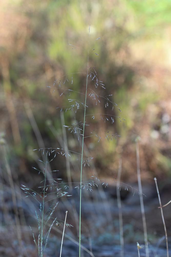 Grand erogrostis, Éragrostide Amourette Eragrostis cilianensis (All.) Vignolo ex Janch., 1907