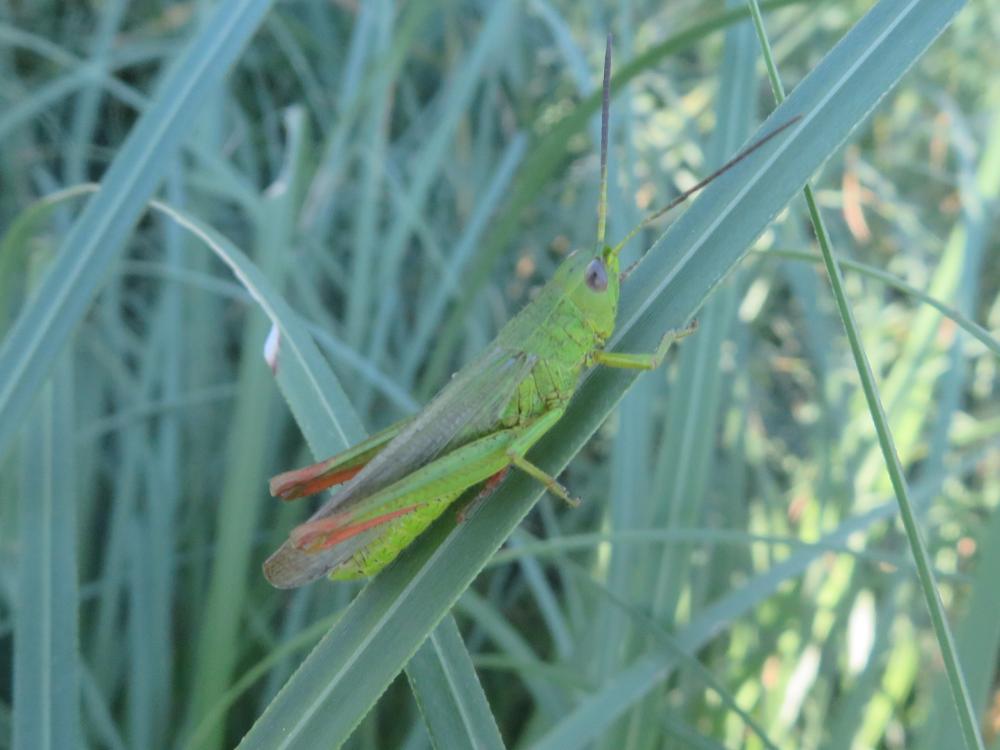 Criquet des marais, Criquet des Joncs Chorthippus jucundus (Fischer, 1853)