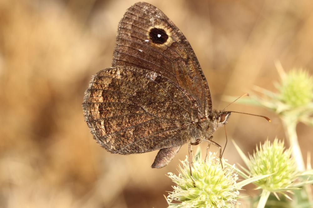 Petite Coronide (La), Actéon (L'), Coronis (Le), A Satyrus actaea (Esper, 1781)