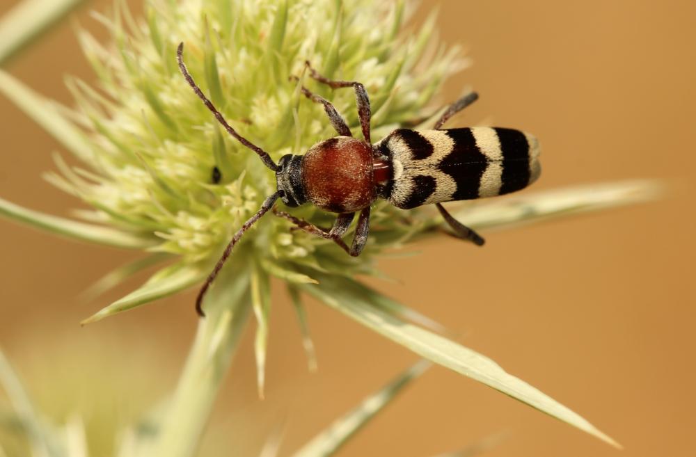 Chlorophorus trifasciatus (Fabricius, 1781)