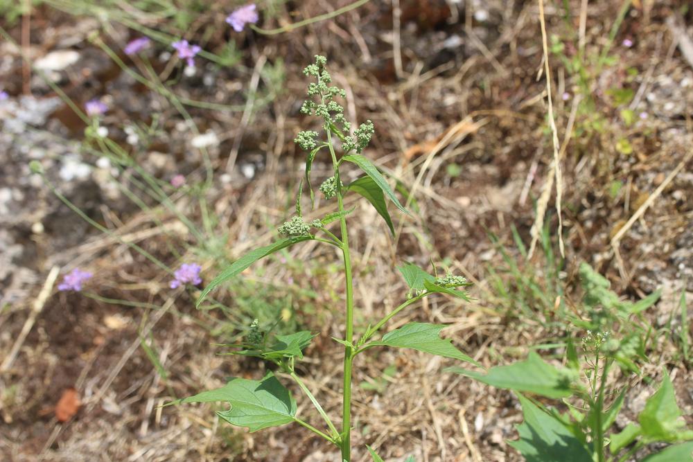 Chénopode à feuilles de Stramoine Chenopodiastrum hybridum (L.) S.Fuentes, Uotila & Borsch, 2012