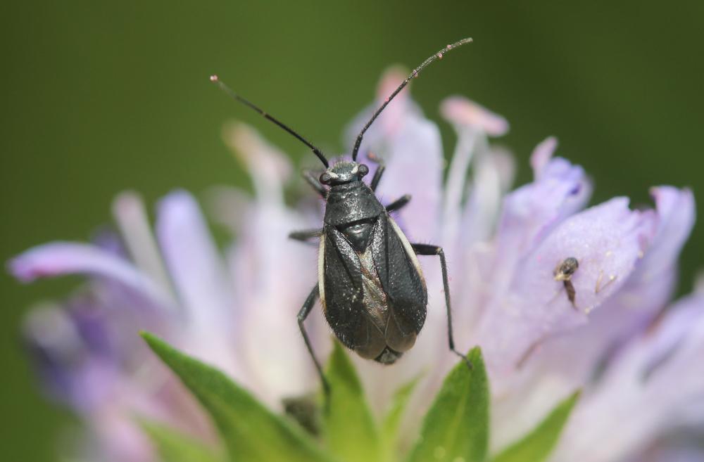  Capsodes gothicus (Linnaeus, 1758)