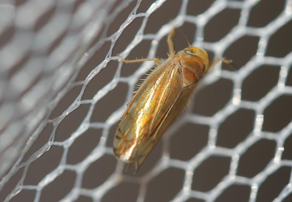Anoplotettix