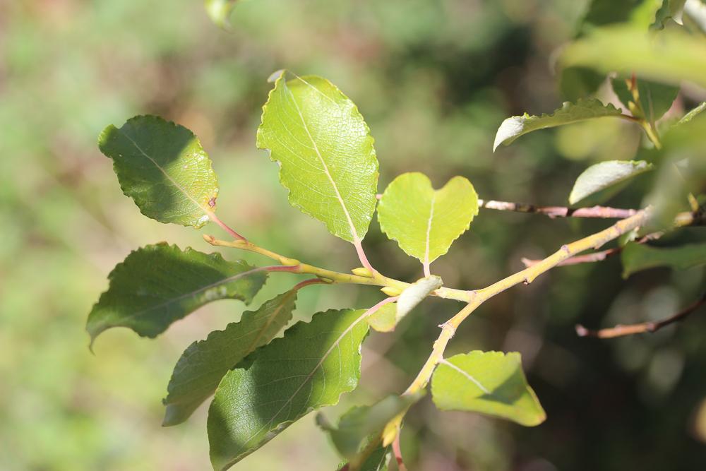 Saule marsault, Saule des chèvres Salix caprea L., 1753