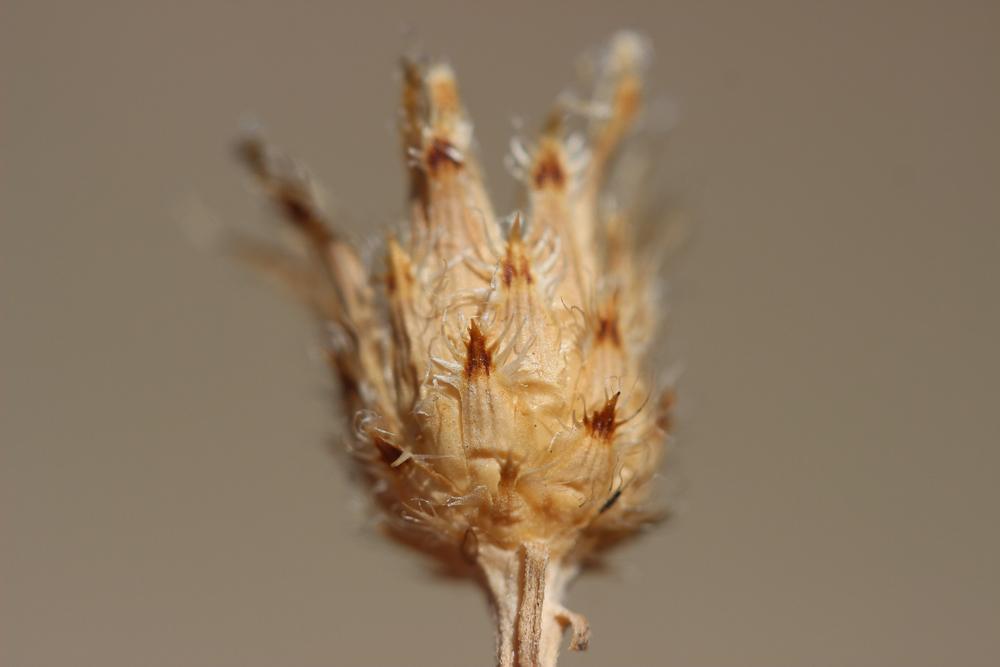 Centaurée maculée rhénane, Centaurée rhénane Centaurea stoebe L., 1753