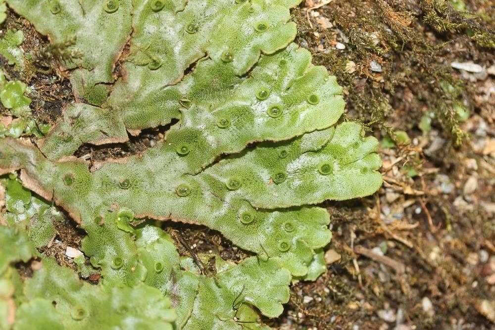 Marchantia polymorpha L., 1753