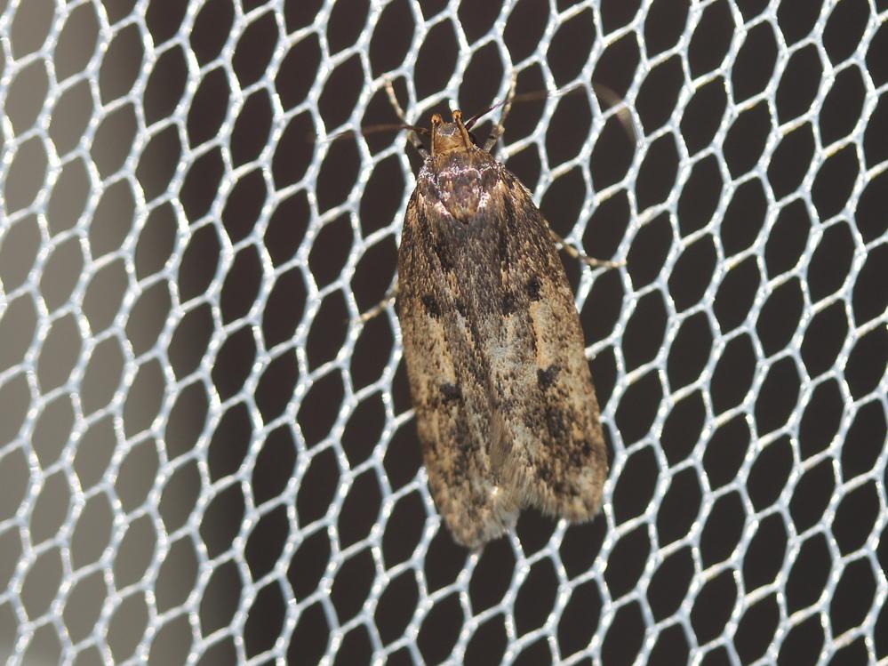 Hofmannophila pseudospretella (Stainton, 1849)