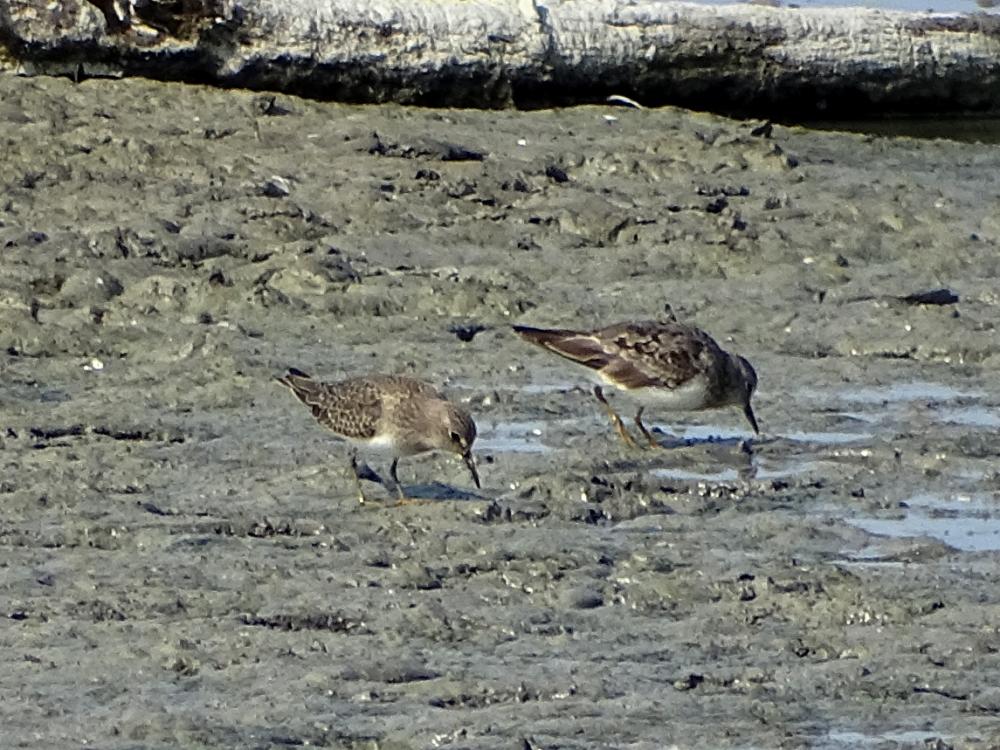Bécasseau de Temminck Calidris temminckii (Leisler, 1812)