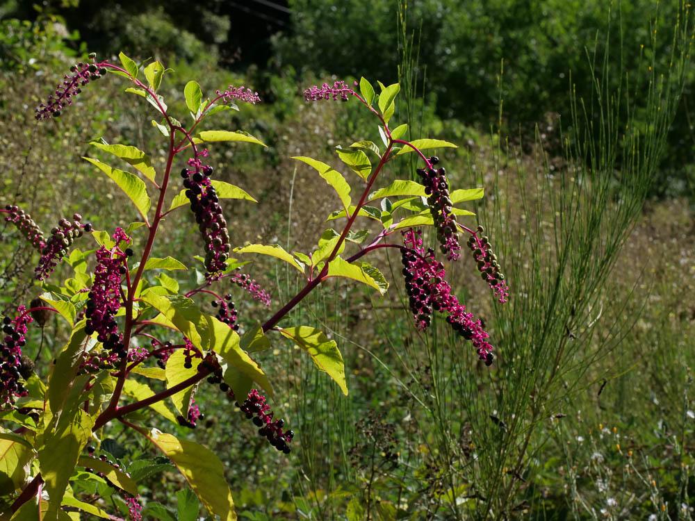 Raisin d'Amérique, Phytolaque américaine Phytolacca americana L., 1753