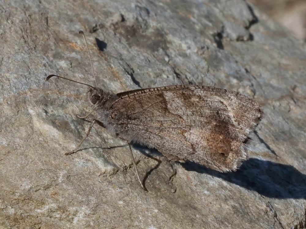 Faune (Le), Arachné (L'), Coronis (Le) Hipparchia statilinus (Hufnagel, 1766)