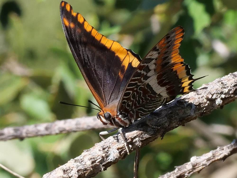 Nymphale de l'Arbousier (La), Jason (Le), Pacha à Charaxes jasius (Linnaeus, 1767)