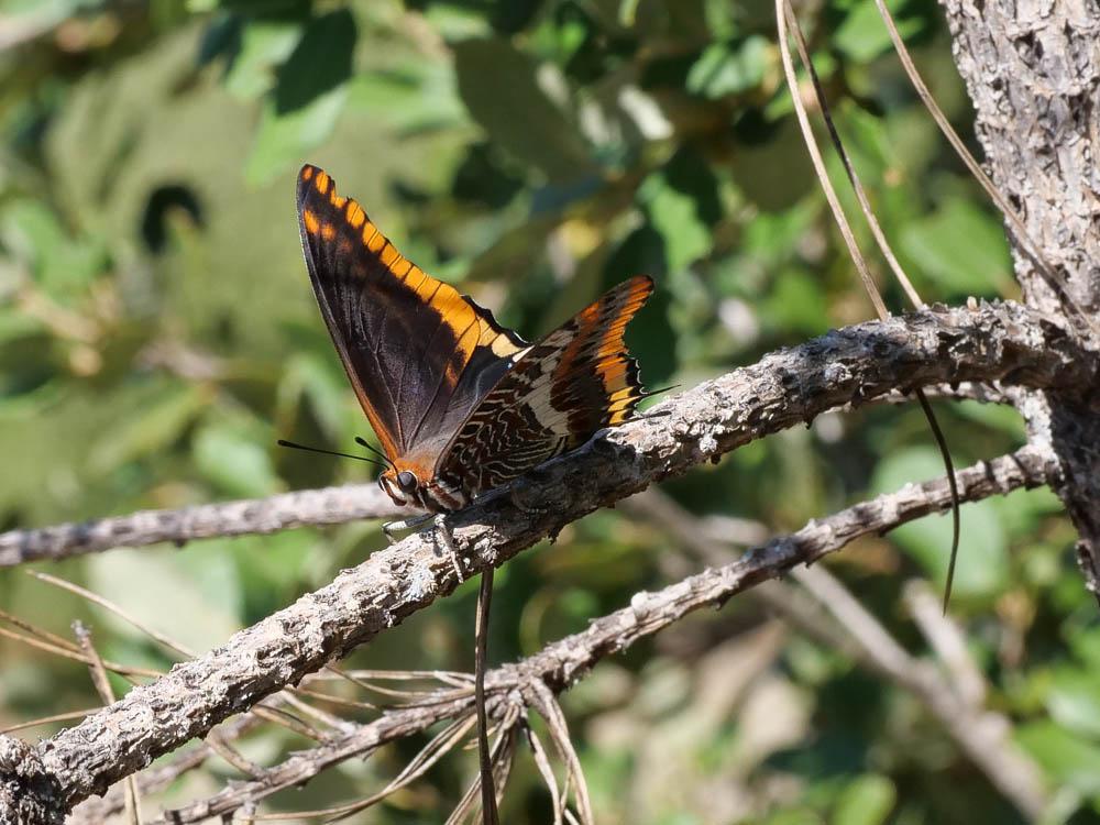 Nymphale de l'Arbousier (La), Jason (Le), Pacha à Charaxes jasius (Linnaeus, 1767)