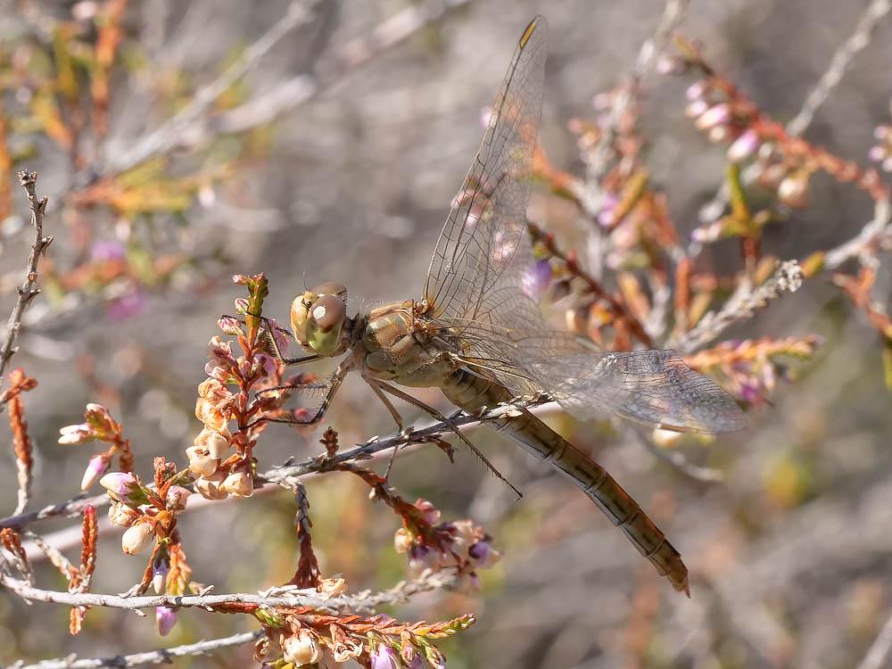 Sympétrum méridional (Le) Sympetrum meridionale (Selys, 1841)