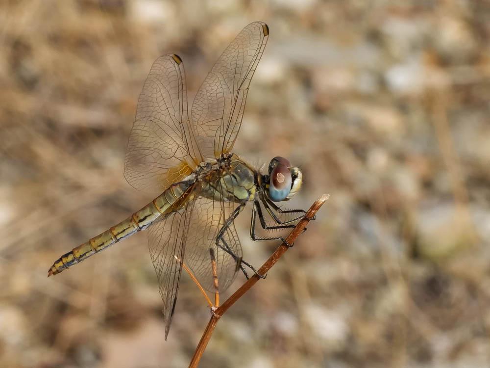 Sympétrum de Fonscolombe (Le) Sympetrum fonscolombii (Selys, 1840)