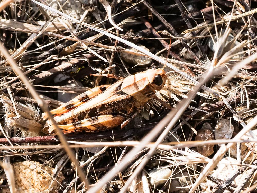 Caloptène italien Calliptamus italicus italicus (Linnaeus, 1758)