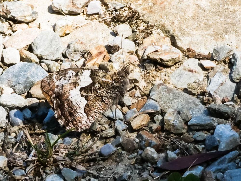 Le Agreste (L') Hipparchia semele (Linnaeus, 1758)