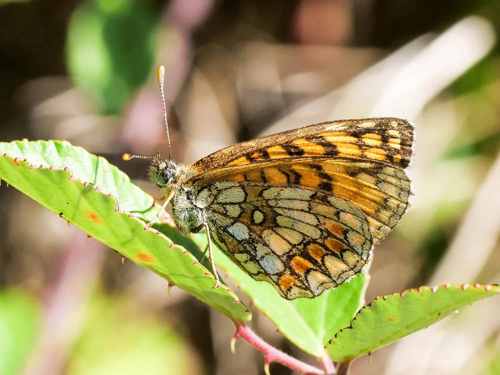 La Mélitée du Mélampyre (La), Damier Athalie (Le) Melitaea athalia (Rottemburg, 1775)