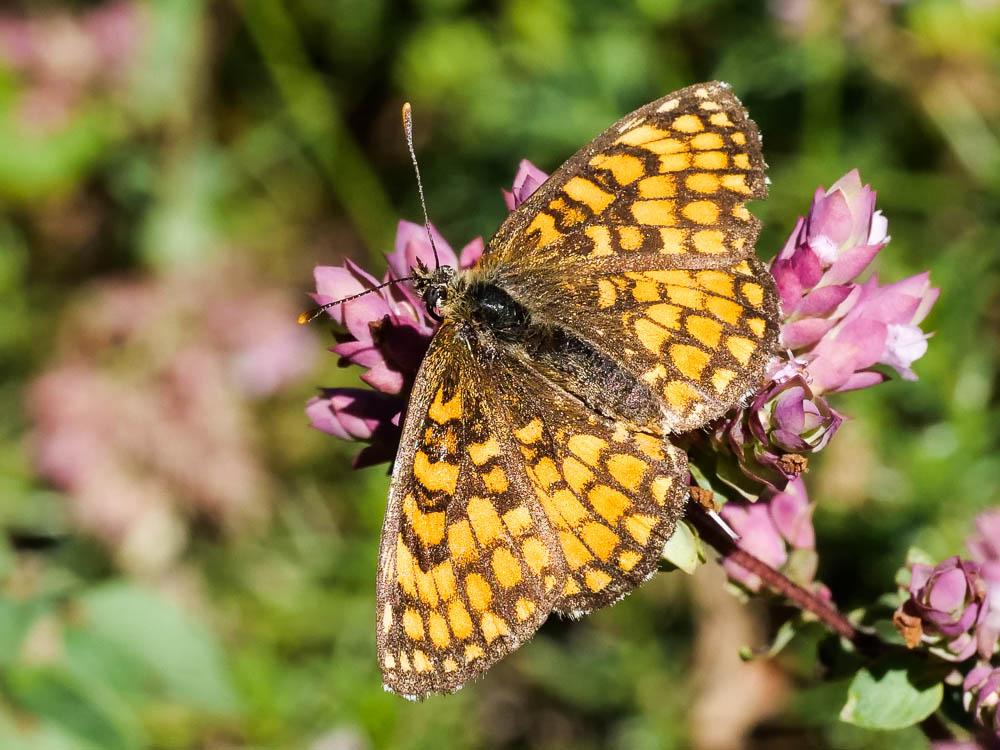 Mélitée du Mélampyre (La), Damier Athalie (Le) Melitaea athalia (Rottemburg, 1775)