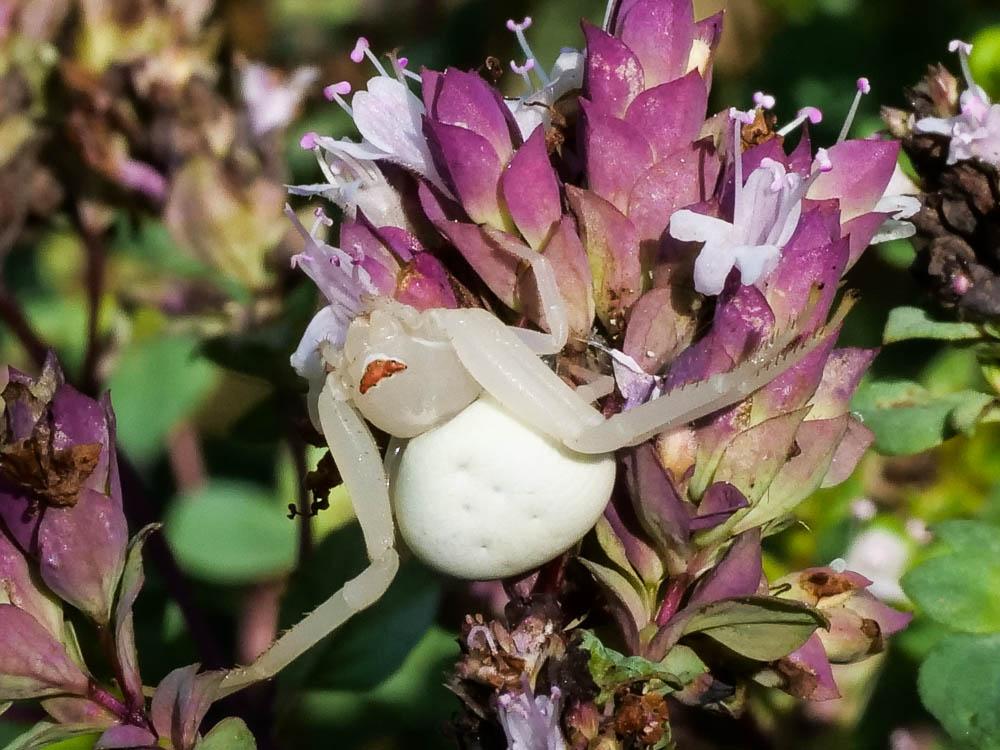 Misumène variable Misumena vatia (Clerck, 1758)