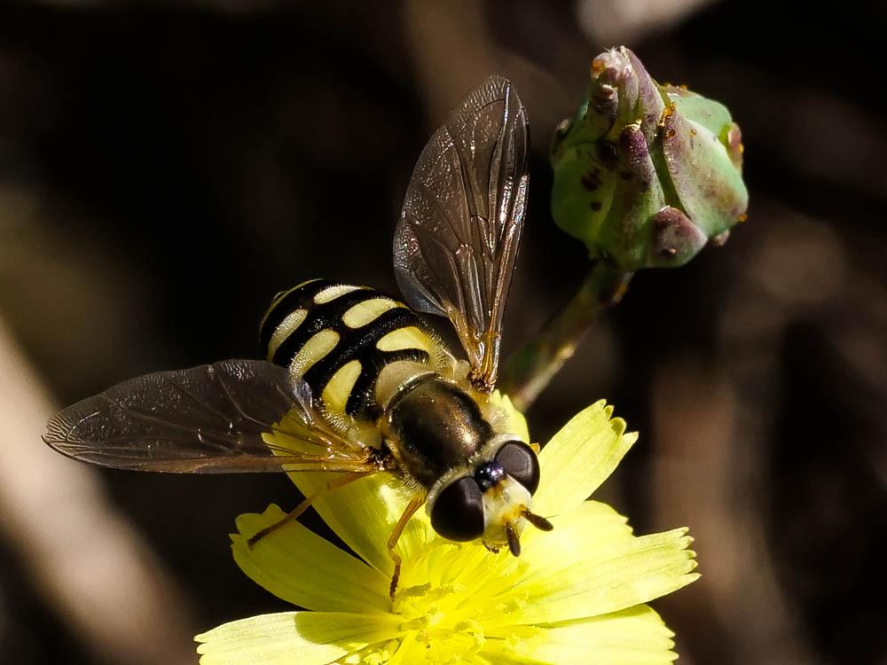  Eupeodes corollae (Fabricius, 1794)